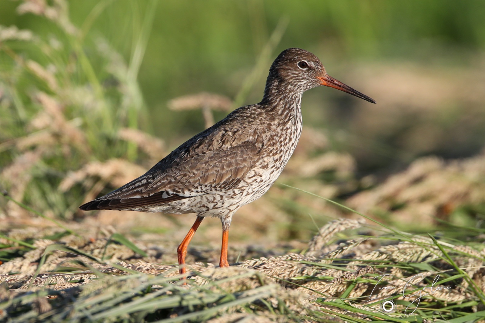 11 juni 2022 202936 1DX47041